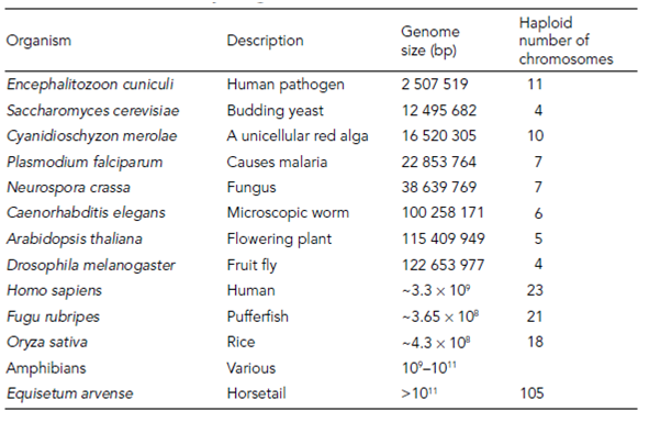 1397_Features of eukaryotic genomes.png